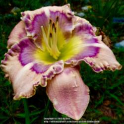 Location: My Garden- Vermont
Date: 2015-08-06
Sdlg.'Lavender Hearthrob  X 'Blue Eden' - 3 yr. old sdlg.