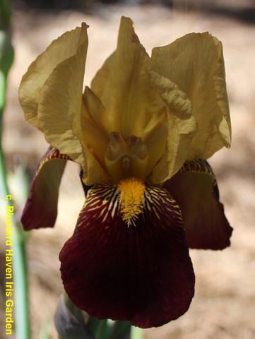 Photo of Tall Bearded Iris (Iris 'King Juba') uploaded by Calif_Sue