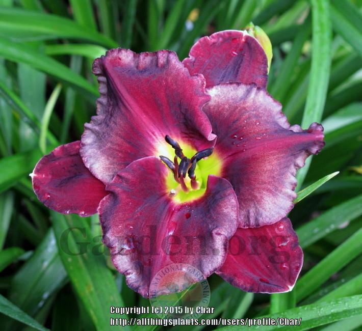 Photo of Daylily (Hemerocallis 'Touch of Faust') uploaded by Char