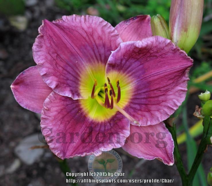 Photo of Daylily (Hemerocallis 'Guided by Voices') uploaded by Char