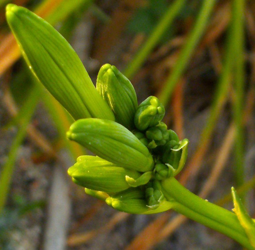 Photo of Daylily (Hemerocallis fulva var. angustifolia) uploaded by Heart2Heart