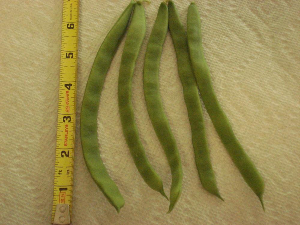 Photo of Common Bean (Phaseolus vulgaris 'Northeaster') uploaded by Weedwhacker