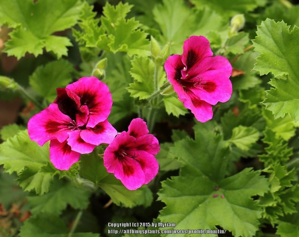 Photo of Regal Geranium (Pelargonium x domesticum Candy Flowers® Violet) uploaded by bonitin