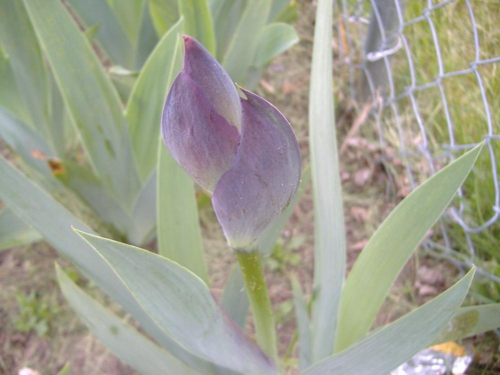 Photo of Tall Bearded Iris (Iris 'Dialect') uploaded by tveguy3