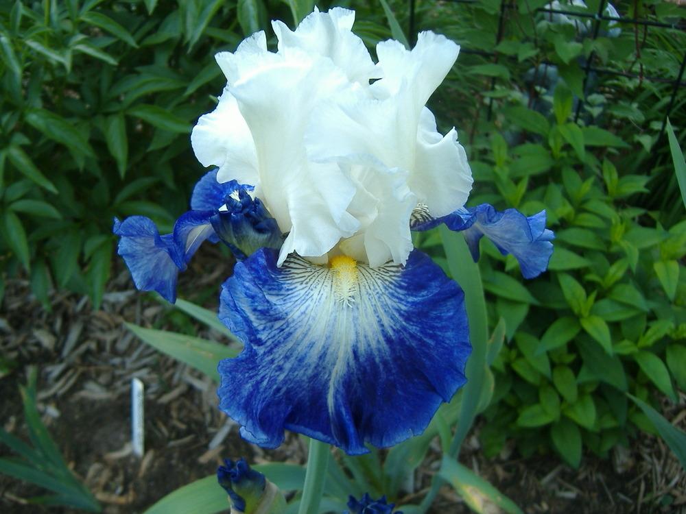 Photo of Tall Bearded Iris (Iris 'Miles Ahead') uploaded by tveguy3