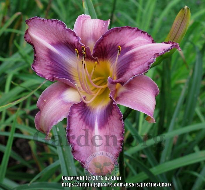Photo of Daylily (Hemerocallis 'Nothing is Easy') uploaded by Char