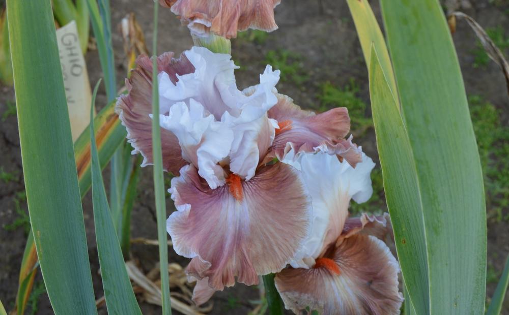 Photo of Tall Bearded Iris (Iris 'Magic Mirror') uploaded by KentPfeiffer