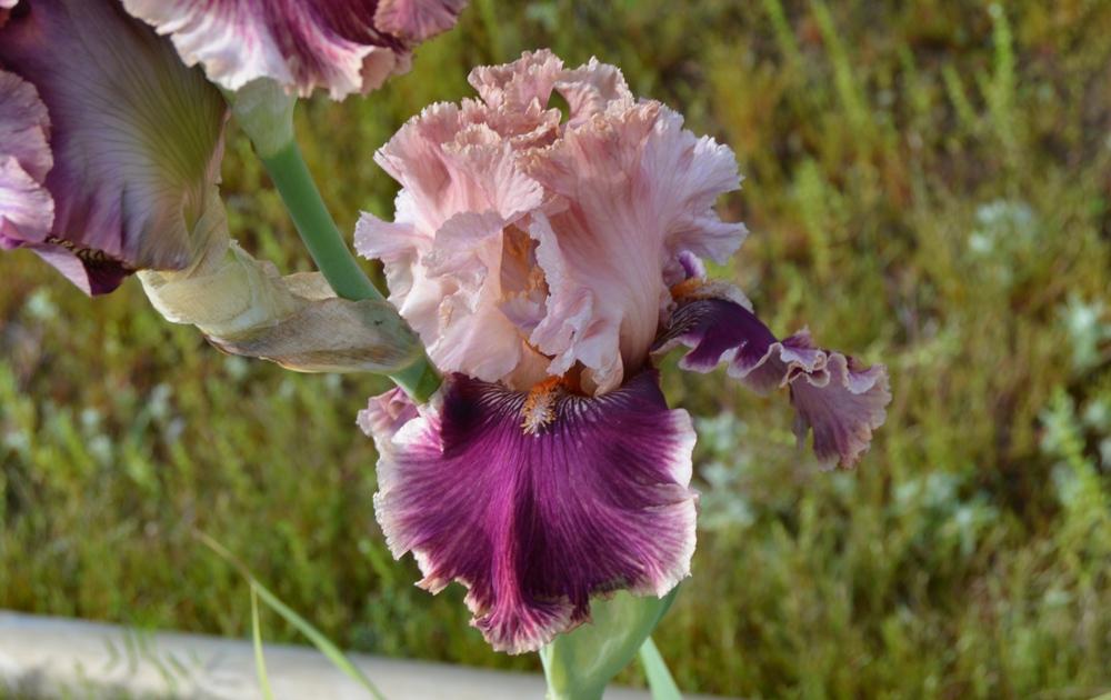 Photo of Tall Bearded Iris (Iris 'Lord of Mayfair') uploaded by KentPfeiffer