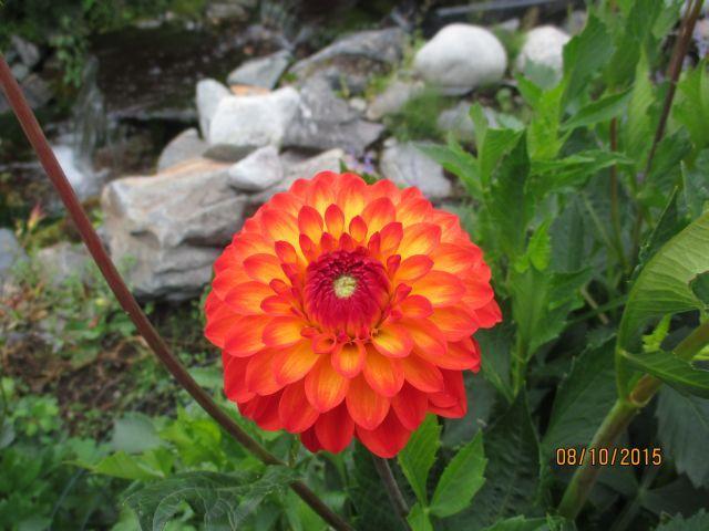 Photo of Dahlia 'Puget Sparkle' uploaded by Oberon46