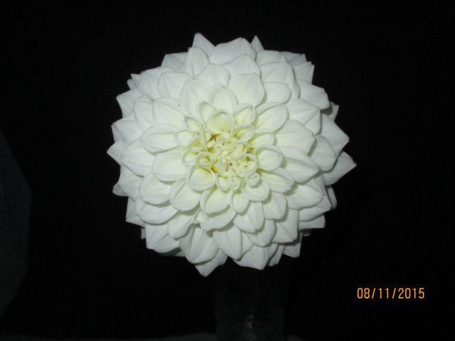 Photo of Dahlia 'White Fawn' uploaded by Oberon46