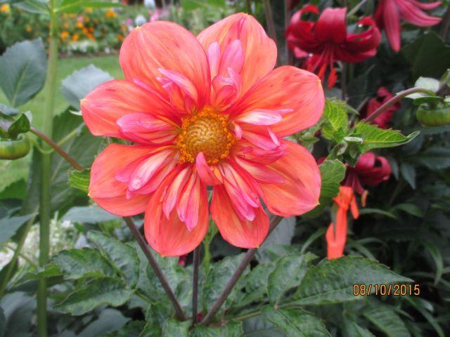 Photo of Dahlia 'Giggles' uploaded by Oberon46