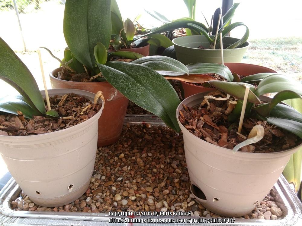 DIY Humidity Tray  Gardening tips, Indoor plants, Tray