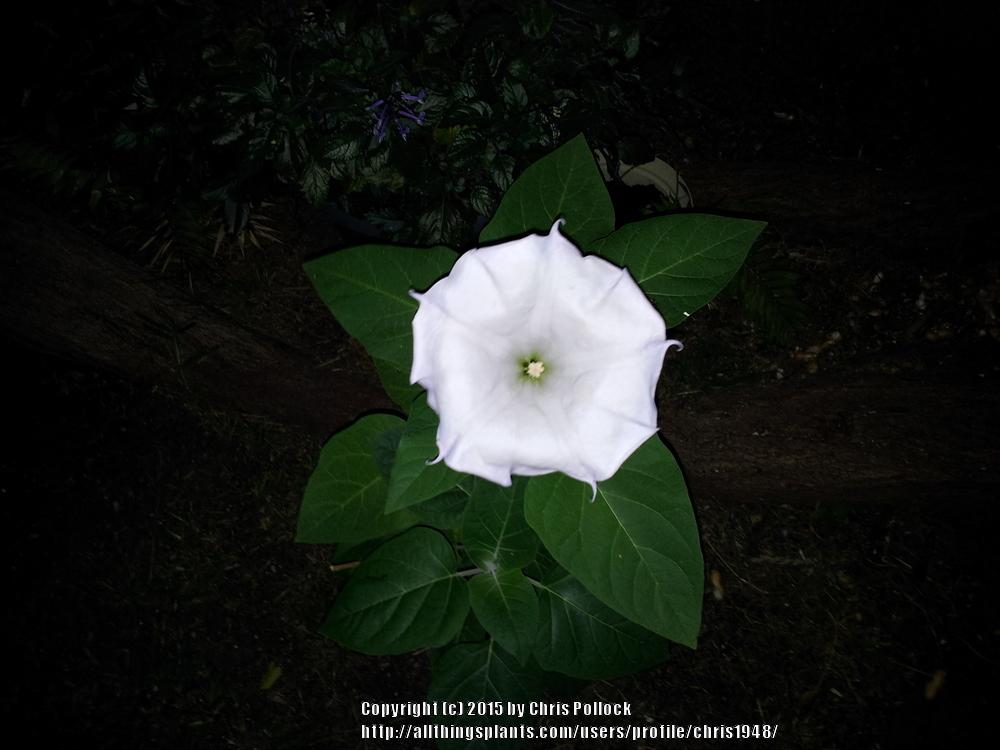 Photo of Hawaiian Moonflower (Ipomoea tuboides) uploaded by chris1948