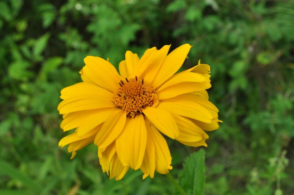 Photo of Rough Heliopsis (Heliopsis helianthoides var. scabra) uploaded by darwellwoods