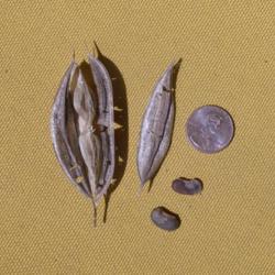 Location: north central Texas
Date: 2015-08-11
beans (seeds) are from another pod