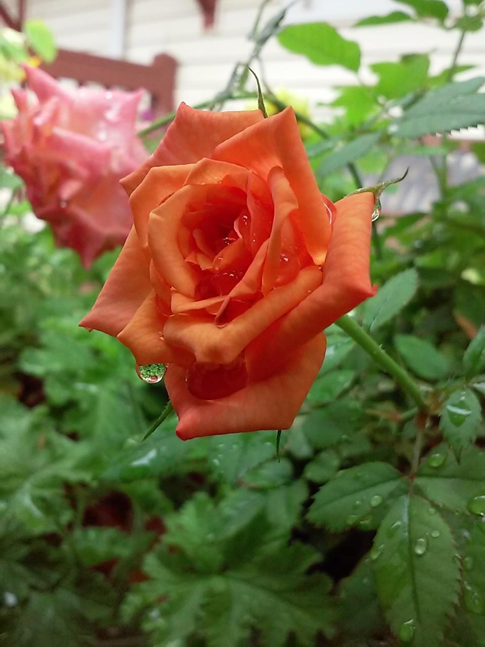 Photo of Roses (Rosa) uploaded by phoebesviolets