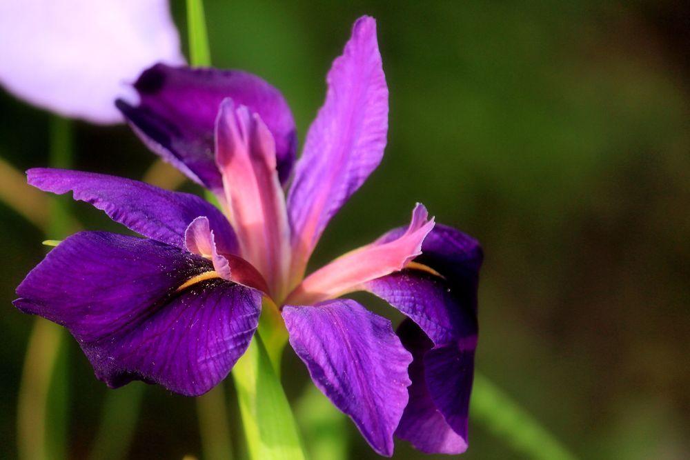 Photo of Louisiana Iris (Iris 'Dorothea K. Williamson') uploaded by tommy71