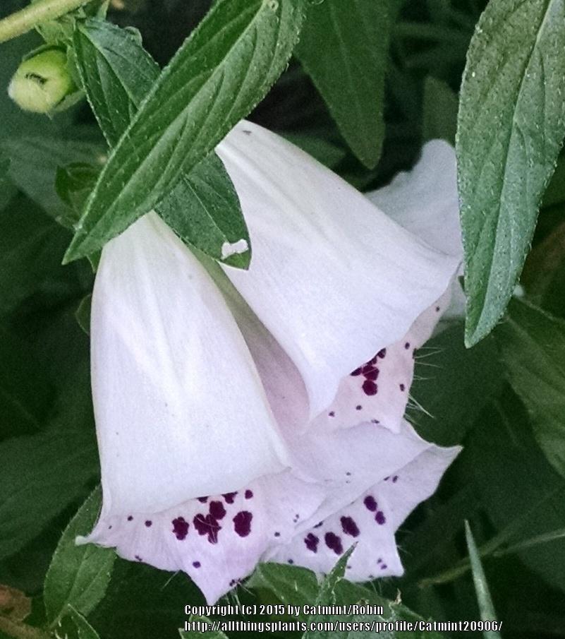 Photo of Foxglove (Digitalis purpurea 'Excelsior Group') uploaded by Catmint20906