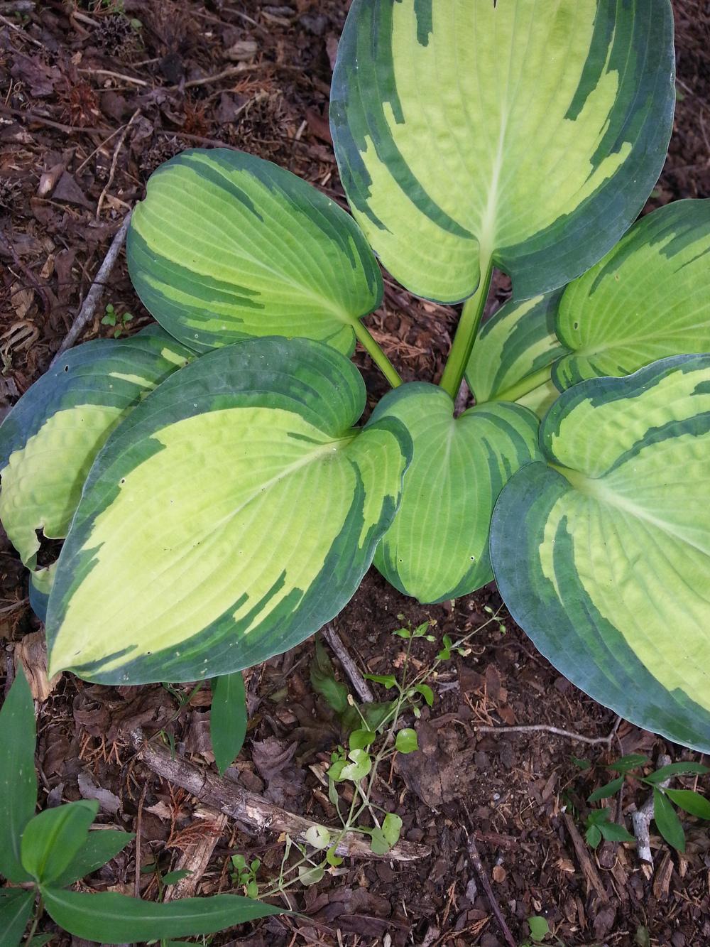 Photo of Hosta 'Great Expectations' uploaded by Jessie6162