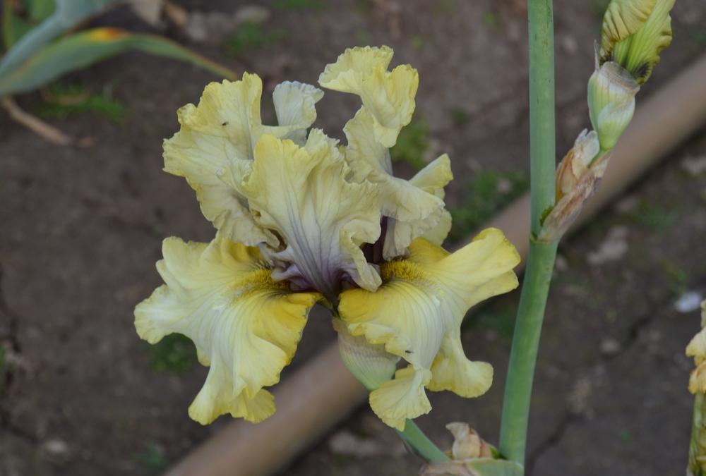 Photo of Tall Bearded Iris (Iris 'Monsoon Moon') uploaded by KentPfeiffer