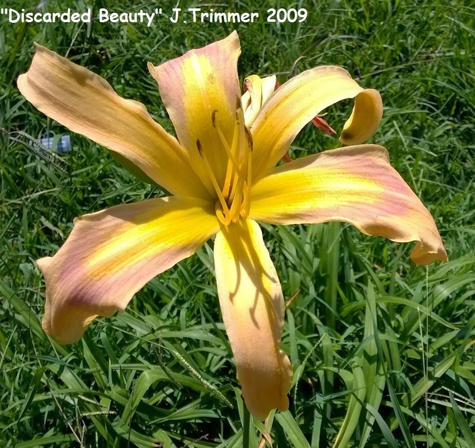 Photo of Daylily (Hemerocallis 'Discarded Beauty') uploaded by TammyB