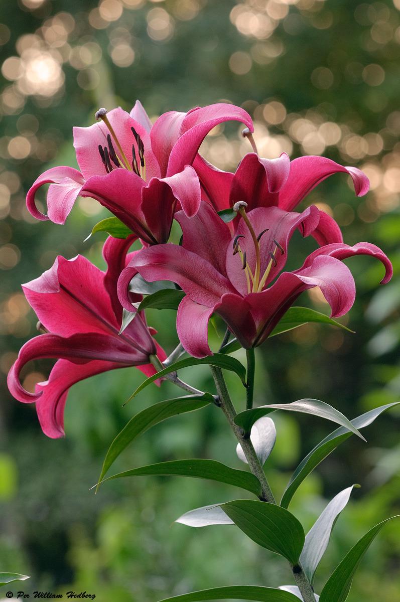 Photo of Lily (Lilium 'Palazzo') uploaded by William