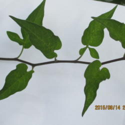Location: My garden Indiana 
Date: 2015-08-14
leaves on  vine stem  August 2015