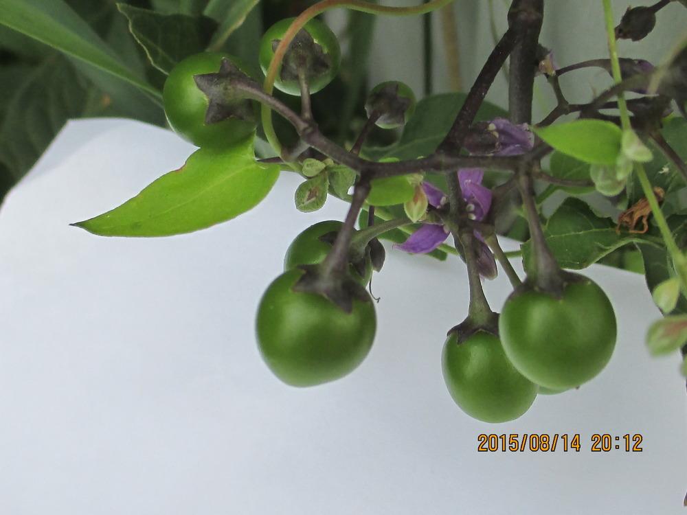 Photo of Bittersweet Nightshade (Solanum dulcamara) uploaded by jimard8