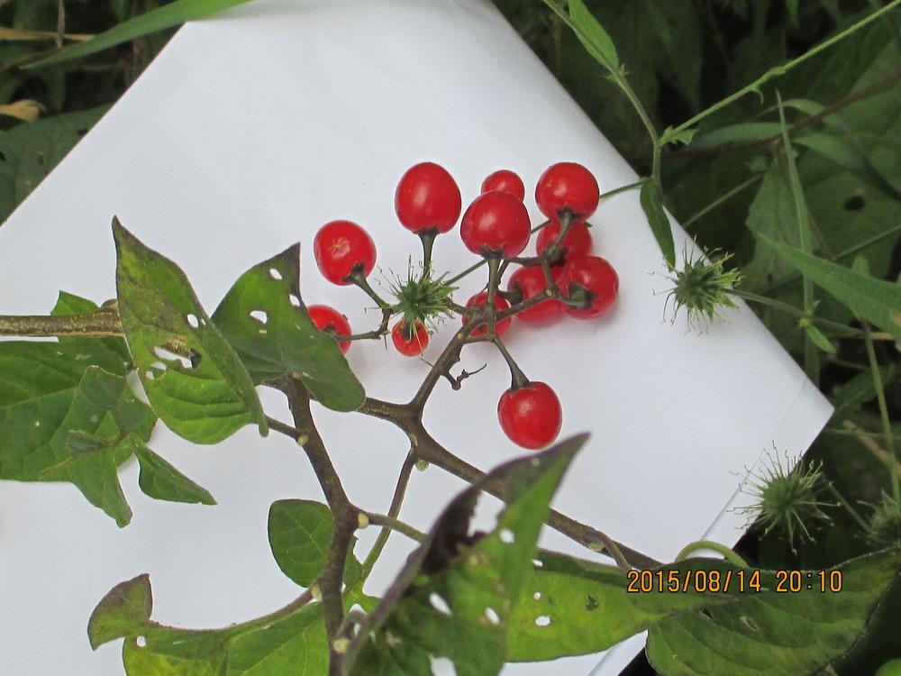 Photo of Bittersweet Nightshade (Solanum dulcamara) uploaded by jimard8