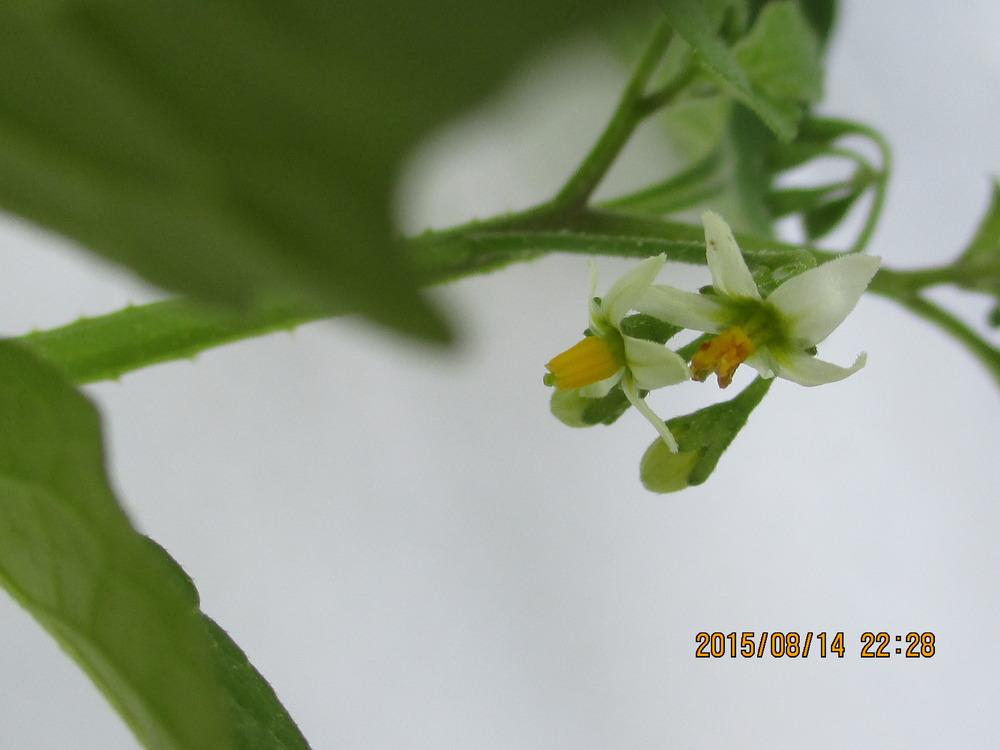 Photo of Black Nightshade (Solanum americanum) uploaded by jimard8