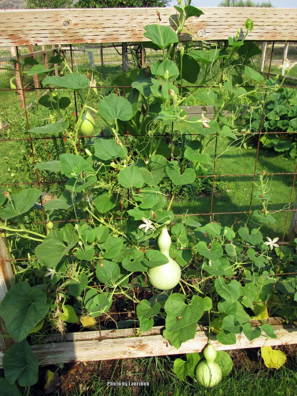 Photo of Hard-shelled Gourd (Lagenaria siceraria 'Birdhouse') uploaded by lauribob