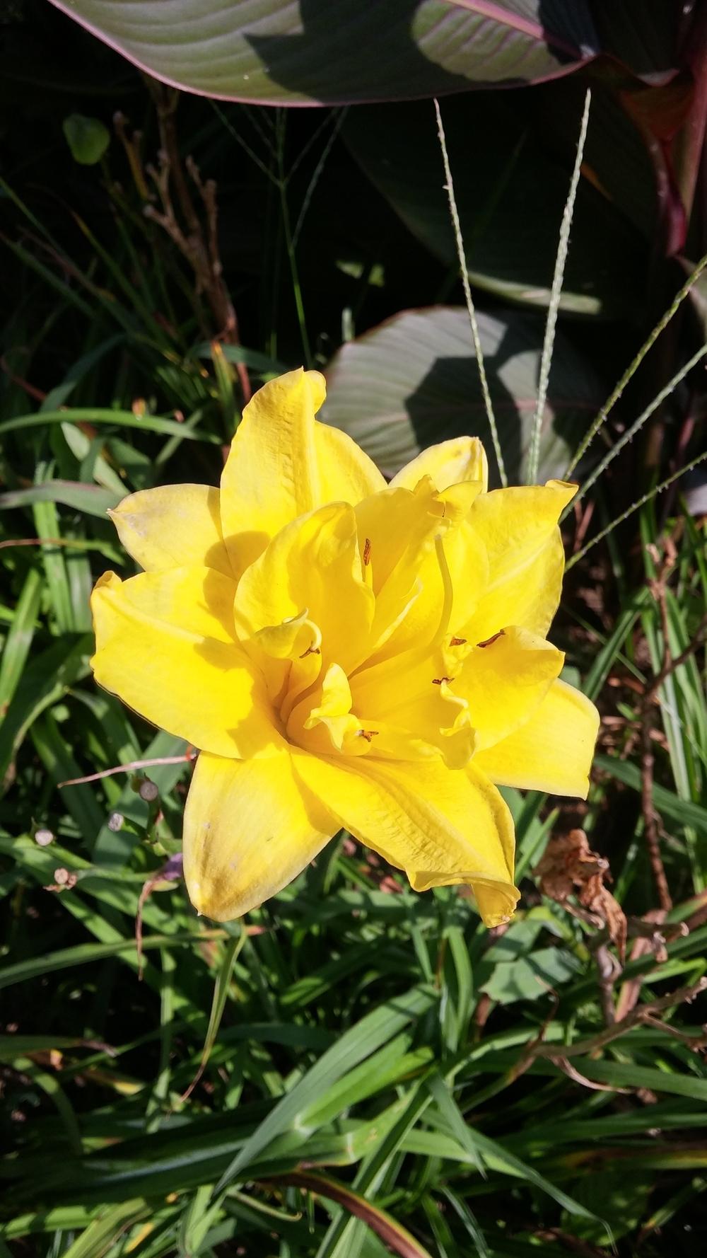 Photo of Daylily (Hemerocallis 'Double Sun') uploaded by plantcollector