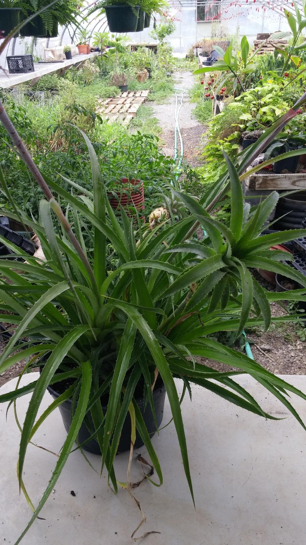 Photo of Dwarf Pineapple (Ananas comosus var. microstachys) uploaded by plantcollector