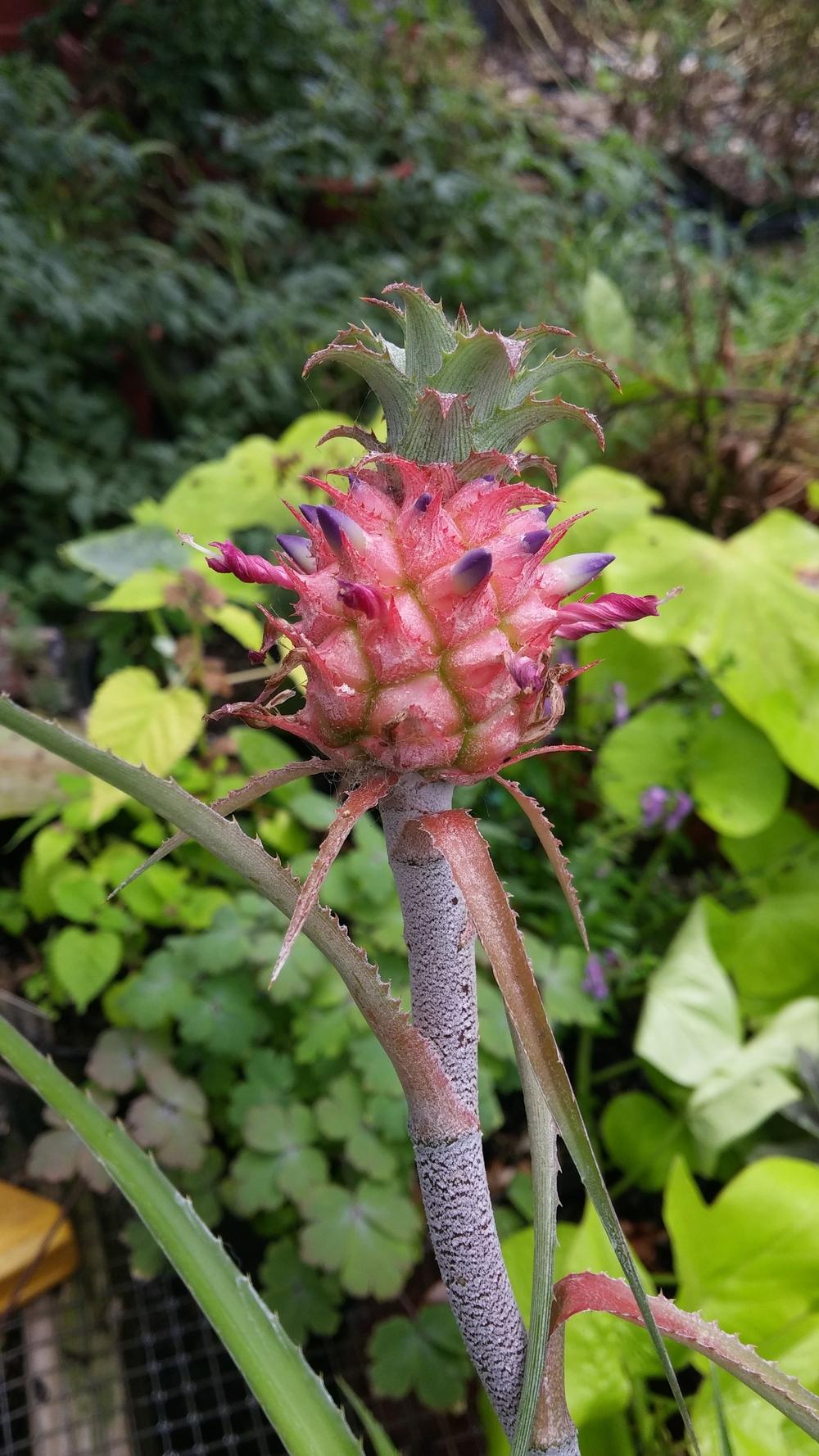 Photo of Dwarf Pineapple (Ananas comosus var. microstachys) uploaded by plantcollector