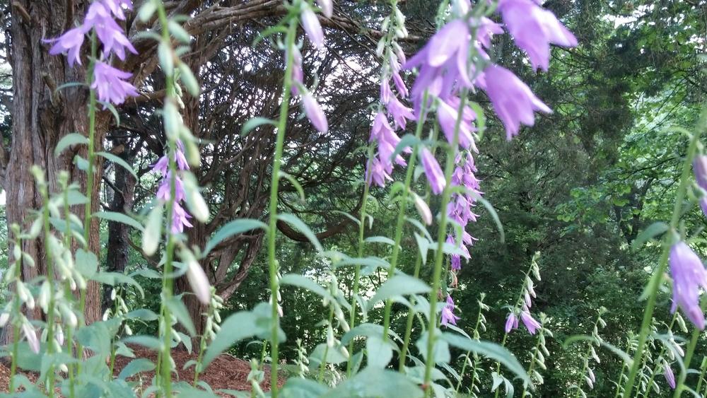 Photo of Creeping Bellflower (Campanula rapunculoides) uploaded by plantcollector