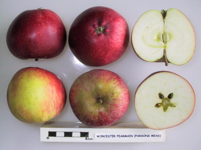 Photo of Apple (Malus domestica 'Worcester Pearmain') uploaded by robertduval14
