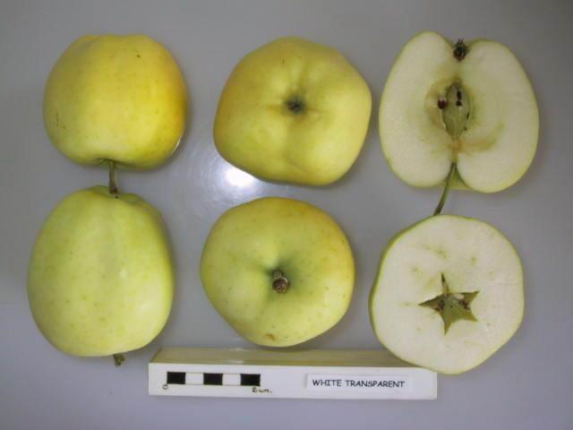 Photo of Apple (Malus domestica 'Yellow Transparent') uploaded by robertduval14