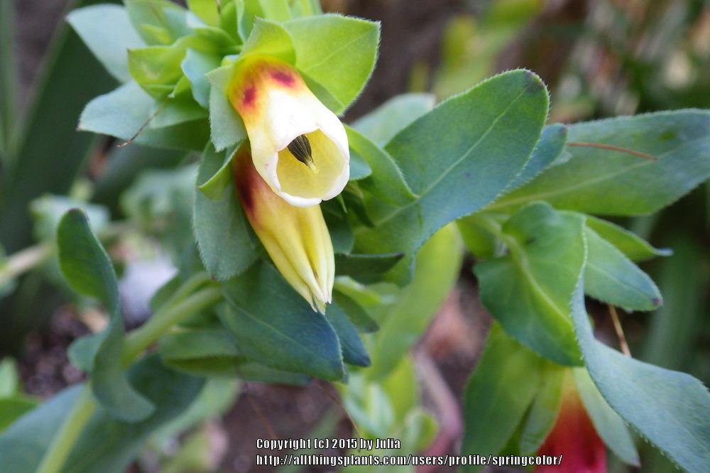 Photo of Honeywort (Cerinthe 'Yellow Gem') uploaded by springcolor