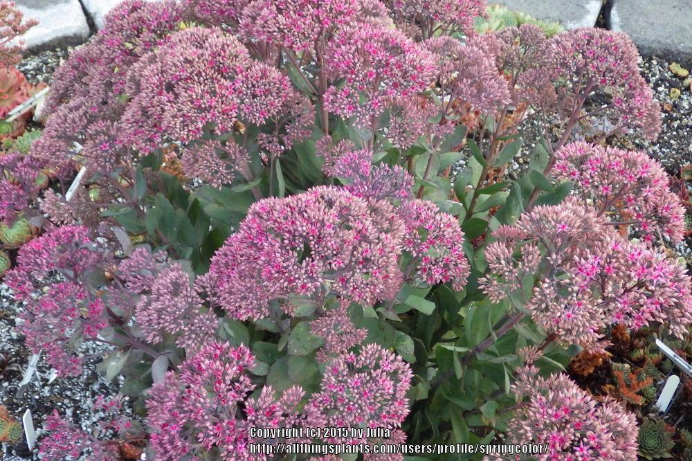 Photo of Stonecrop (Hylotelephium 'Thunderhead') uploaded by springcolor