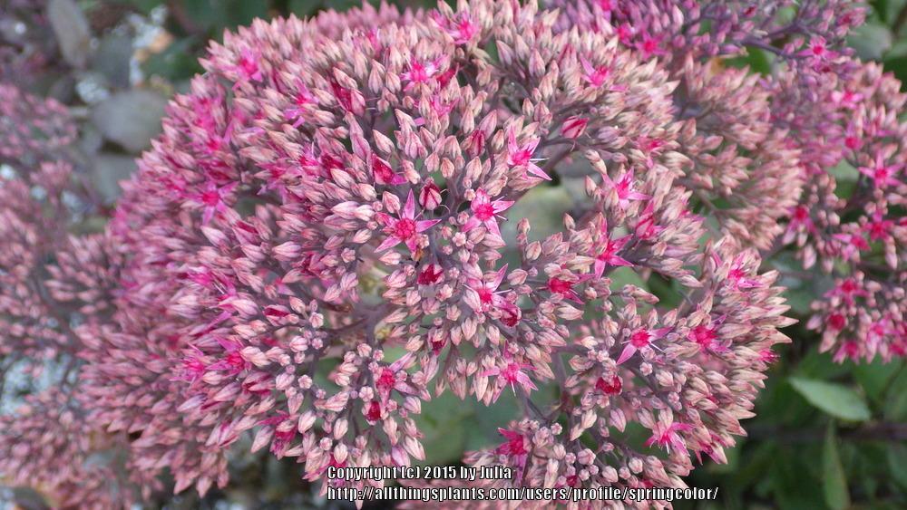 Photo of Stonecrop (Hylotelephium 'Thunderhead') uploaded by springcolor
