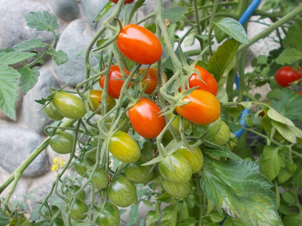 Photo of Tomato (Solanum lycopersicum 'Sweet Mojo') uploaded by Bonehead