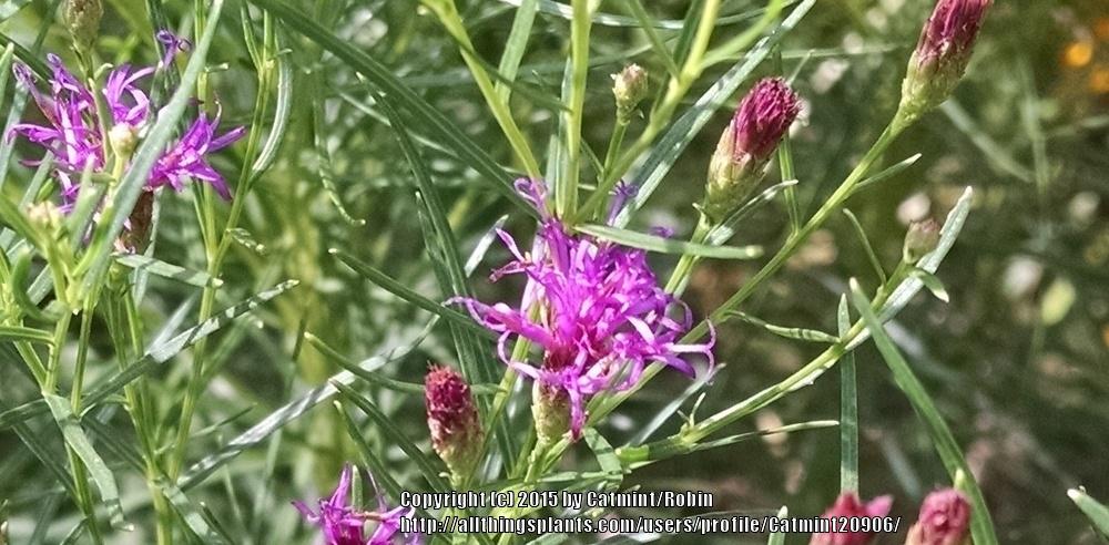 Photo of Narrowleaf Ironweed (Vernonia lettermannii 'Iron Butterfly') uploaded by Catmint20906