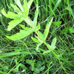Location: Wet area in our yard, near Central Iowa
Date: 2015-05-19