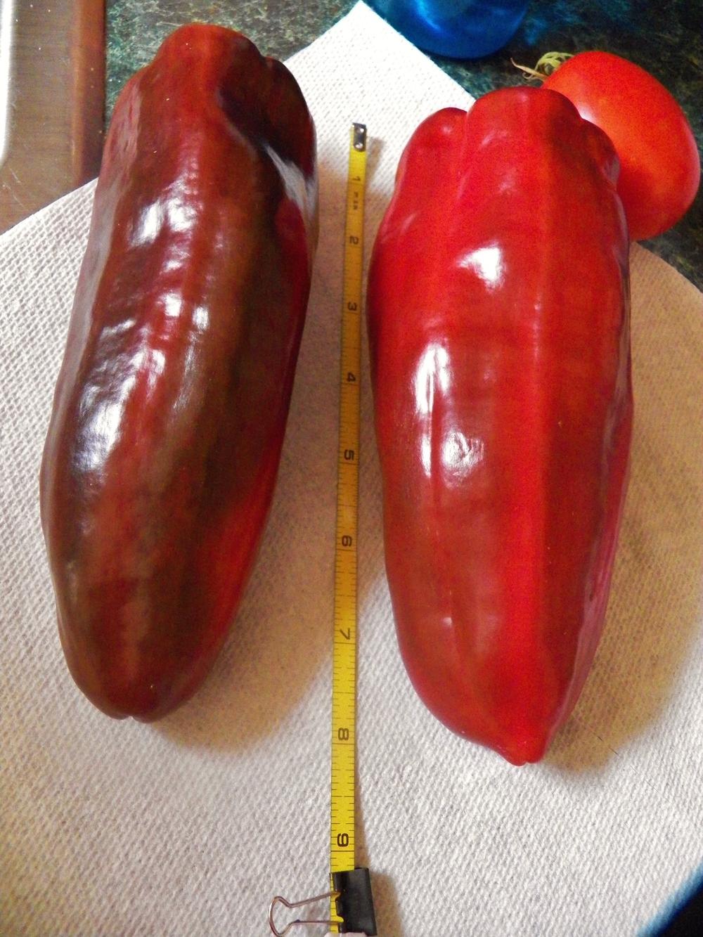 Photo of Sweet Pepper (Capsicum annuum 'Giant Marconi') uploaded by MissyPenny