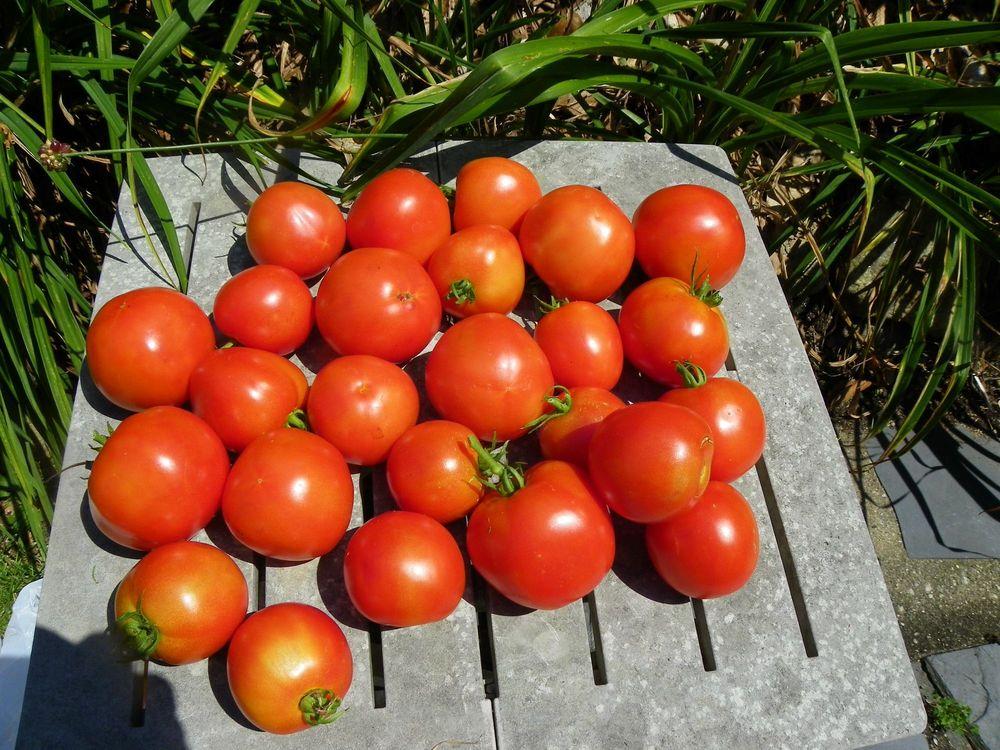 Photo of Tomato (Solanum lycopersicum 'Rutgers') uploaded by Newyorkrita