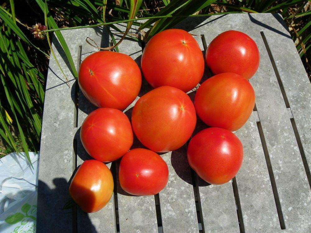 Photo of Tomato (Solanum lycopersicum 'Ball's Beefsteak') uploaded by Newyorkrita