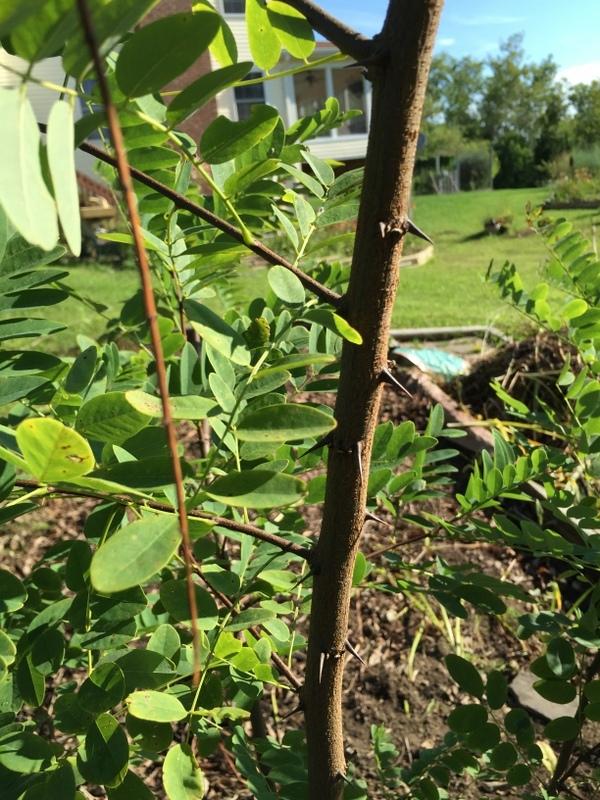 Photo of Black Locust (Robinia pseudoacacia) uploaded by Tree_climber