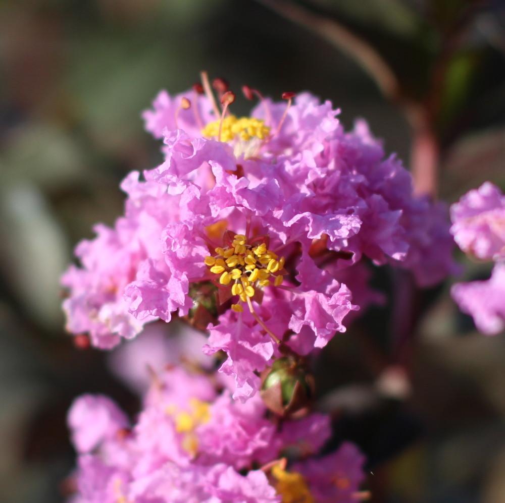 Photo of Crepe Myrtle (Lagerstroemia Black Diamond® Purely Purple™) uploaded by dave