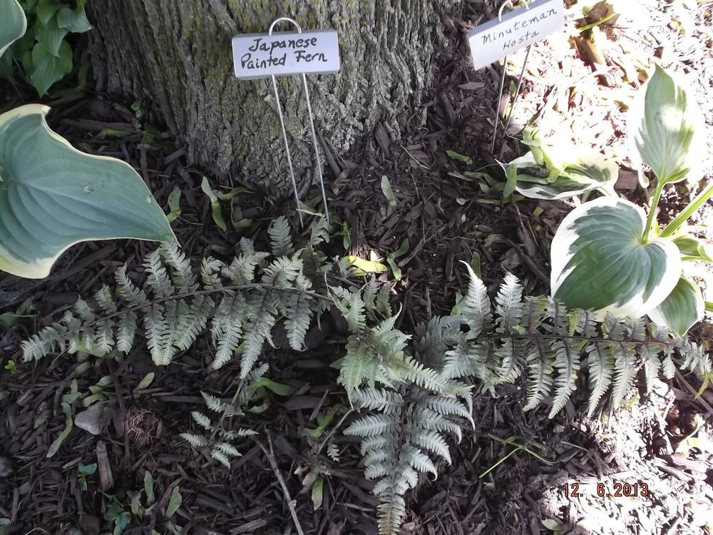Photo of Japanese Painted Fern (Anisocampium niponicum) uploaded by linjarvis