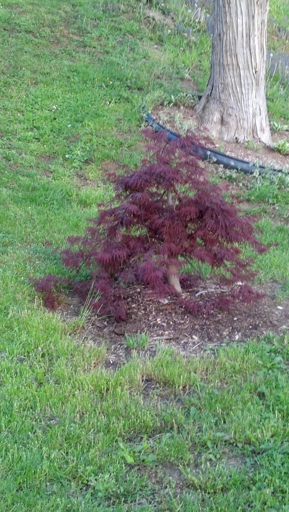 Photo of Cutleaf Japanese Maple (Acer palmatum 'Inaba Shidare') uploaded by plantcollector
